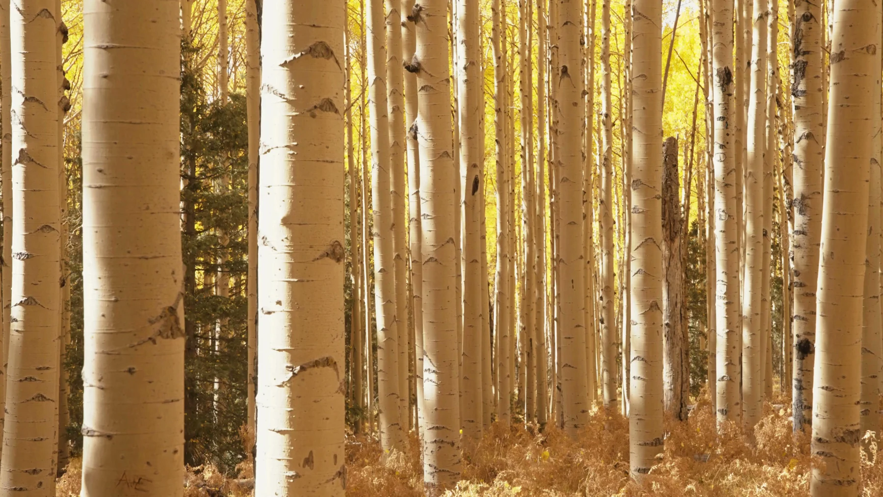 A grove of aspens in warm natural light